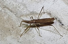 Sastrapada australica