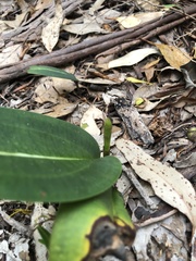 Cryptostylis ovata