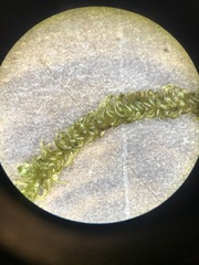 Scorpidium revolvens