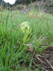 Pterostylis areolata