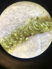 Scorpidium revolvens