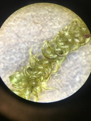 Scorpidium revolvens