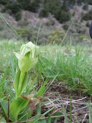 Pterostylis areolata