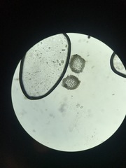 Scorpidium revolvens