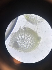 Scorpidium revolvens