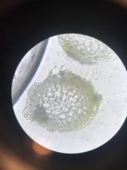 Scorpidium revolvens