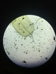 Scorpidium revolvens