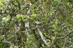 Rhipidura fuliginosa penita