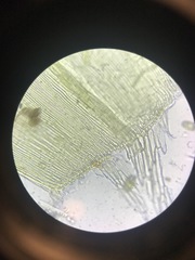 Scorpidium revolvens