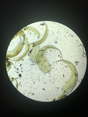 Scorpidium revolvens