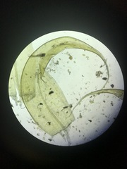 Scorpidium revolvens