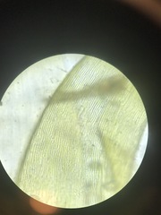 Scorpidium revolvens