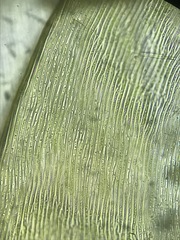 Scorpidium revolvens