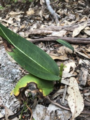 Cryptostylis ovata
