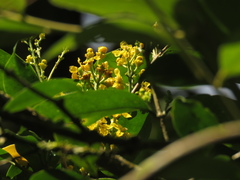 Bunchosia nitida