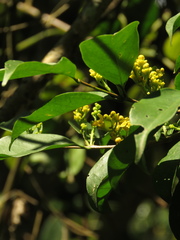 Bunchosia nitida