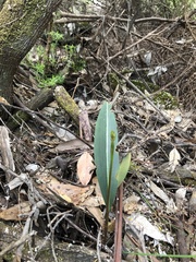 Cryptostylis ovata
