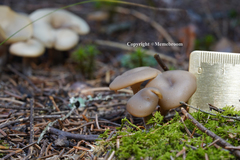 Tephrocybe confusa