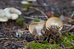 Tephrocybe confusa