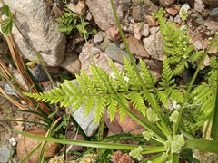 Rumohra adiantiformis