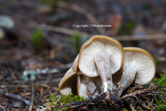 Tephrocybe confusa