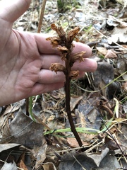 Orobanche krylowii