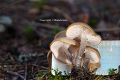 Tephrocybe confusa