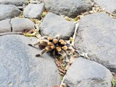 Brachypelma hamorii