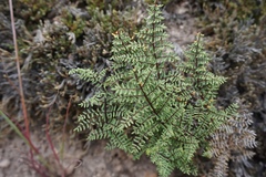 Pellaea mucronata mucronata