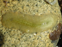 Acotylea