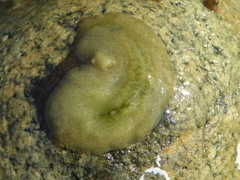 Acotylea