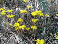 Petrosedum orientale