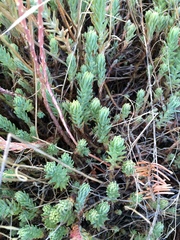 Petrosedum orientale