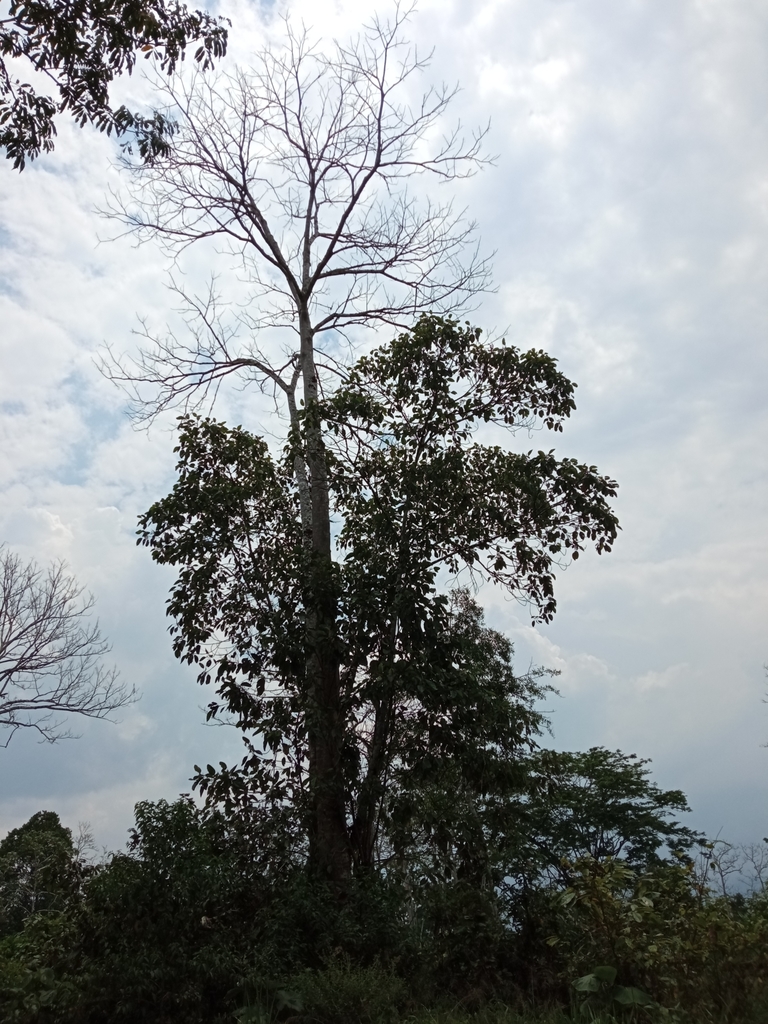 Shorea wangtianshuea (Shorea wangtianshuea)