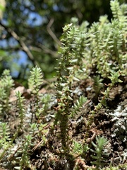 Crassula lanceolata
