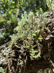 Crassula lanceolata