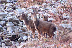 Himalayan Goral photo 2