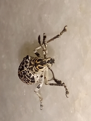 Cydianerus latruncularius