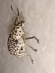 Cydianerus latruncularius