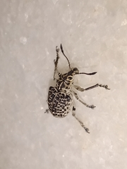 Cydianerus latruncularius