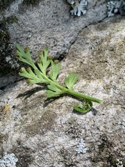 Asplenium theciferum