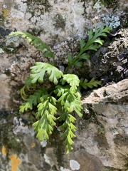 Asplenium theciferum