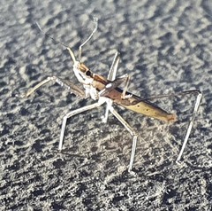 Sastrapada australica