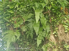 Tectaria singaporiana