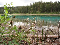 Astragalus robbinsii