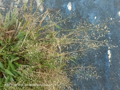 Eragrostis amabilis