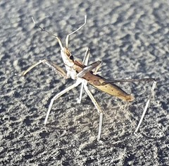 Sastrapada australica