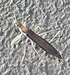 Sastrapada australica