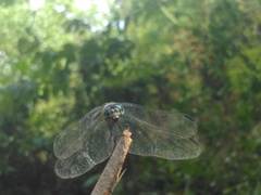 Micrathyria aequalis