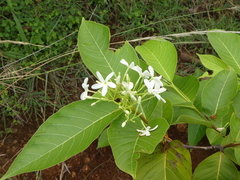 Holarrhena pubescens